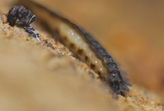 Lamprohiza delarouzei