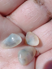 Amarilladesma mactroides