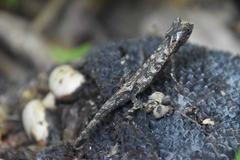 Brookesia stumpffi