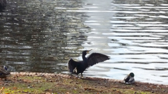 Phalacrocorax carbo