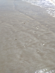 Amarilladesma mactroides