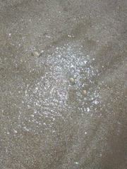 Amarilladesma mactroides