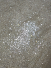 Amarilladesma mactroides