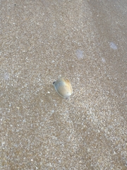 Amarilladesma mactroides