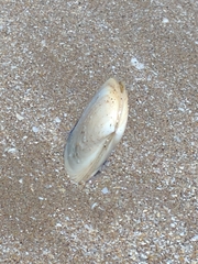 Amarilladesma mactroides