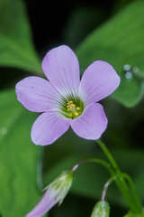 Oxalis alpina
