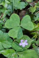 Oxalis alpina