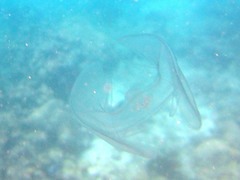 Ocyropsis crystallina