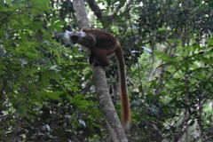 Eulemur macaco