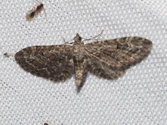 Eupithecia pusillata