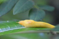 Elisolimax flavescens