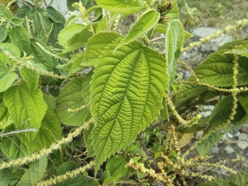 Image of Boehmeria macrophylla by (c) Augustin Soulard, some rights reserved (CC BY)