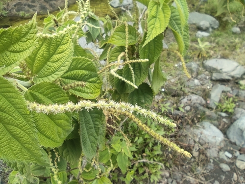 Image of Boehmeria macrophylla by (c) Augustin Soulard, some rights reserved (CC BY)