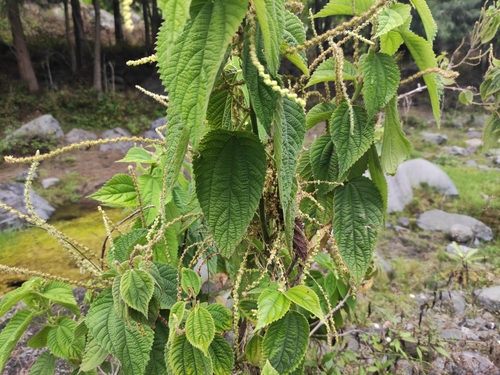 Image of Boehmeria macrophylla by (c) Augustin Soulard, some rights reserved (CC BY)