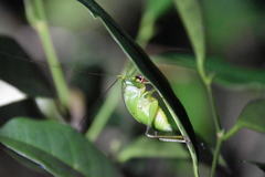 Cesacomora