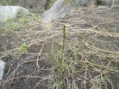 Equisetum ramosissimum