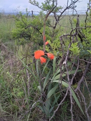 Gladiolus dalenii