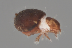 Phthiracaridae
