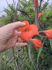 Gladiolus dalenii