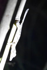 Uroplatus