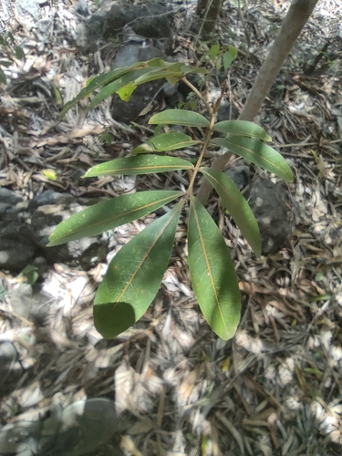 Cossinia pinnata, photograph 4