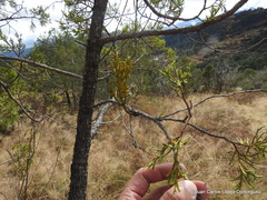 Phoradendron minutifolium