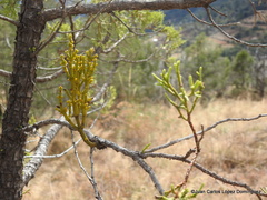 Phoradendron minutifolium