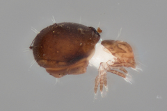 Phthiracaridae