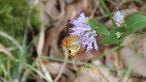 Leonard's Skipper photo 4