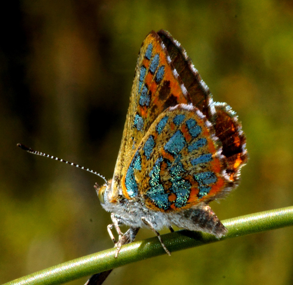 jewel butterflies