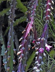 Lepismium cruciforme
