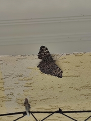 Hamadryas feronia