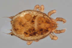 Sejidae