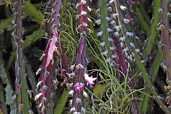 Lepismium cruciforme