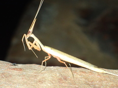 Pyrgomantis rhodesica