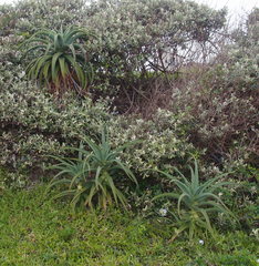 Aloe thraskii