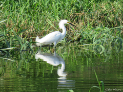Egretta thula