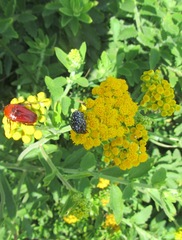 Nidorella auriculata