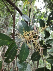 Turpinia montana