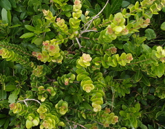 Eugenia capensis