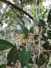 Turpinia montana