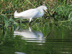 Egretta thula