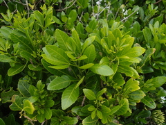 Allophylus natalensis