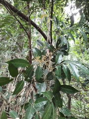 Turpinia montana