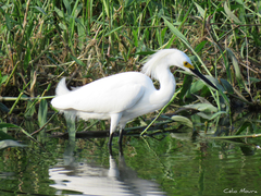 Egretta thula