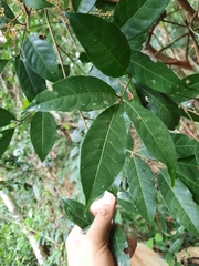 Turpinia montana