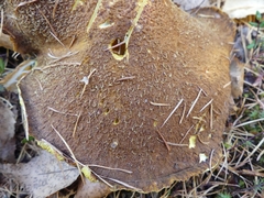 Suillus ampliporus