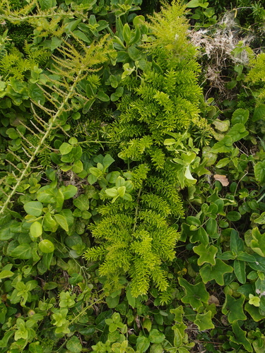 Asparagus densiflorus