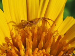 Misumenops maculissparsus