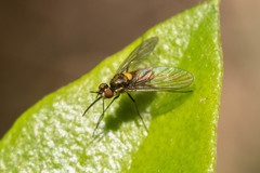 Phthiria chilena